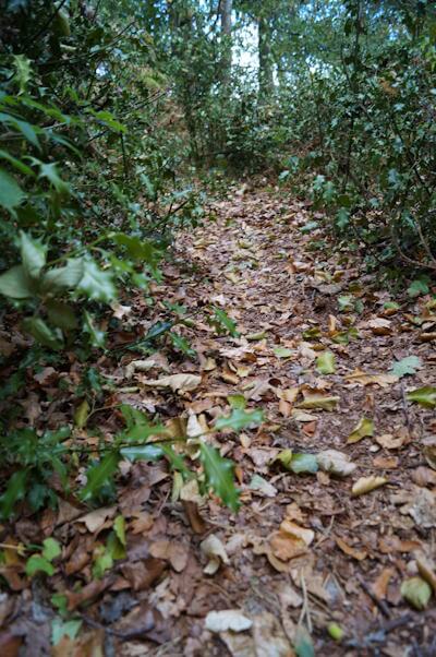 A forest scene of holly branches and dried leaves