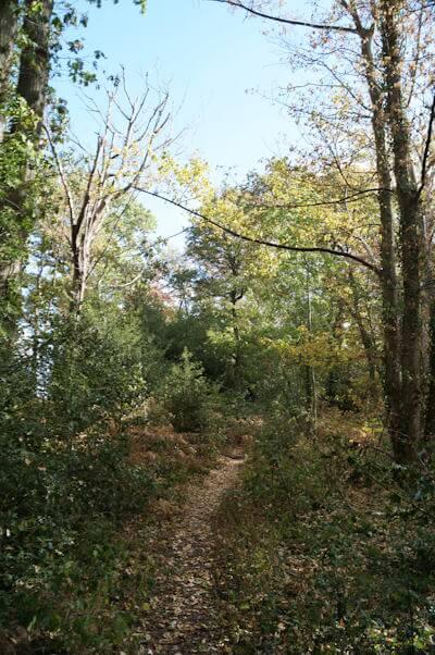 A forest scene of a winding path and open sky