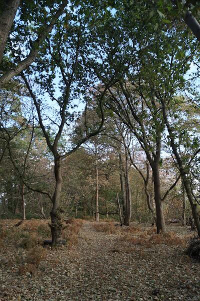 A forest scene of a blue sky peeking through tall trees